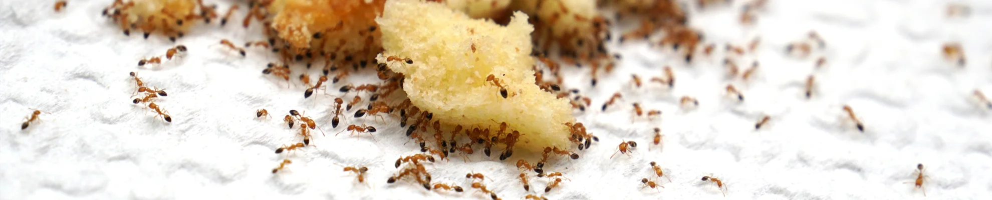 ant treatment