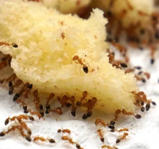 ant treatment