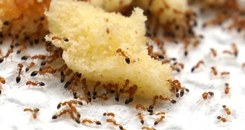 ant treatment