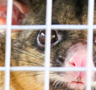 possum trapping mornington peninsula