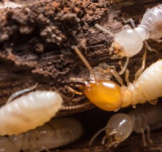 termite treatment mornington peninsula