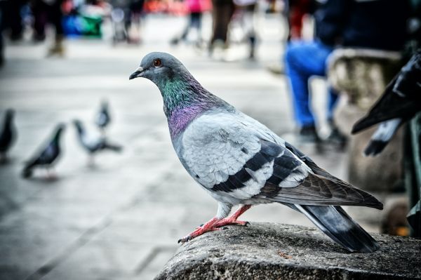 pigeon control mornington peninsula