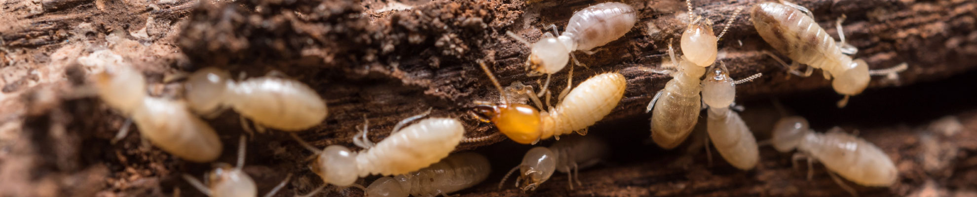 termite treatment mornington peninsula